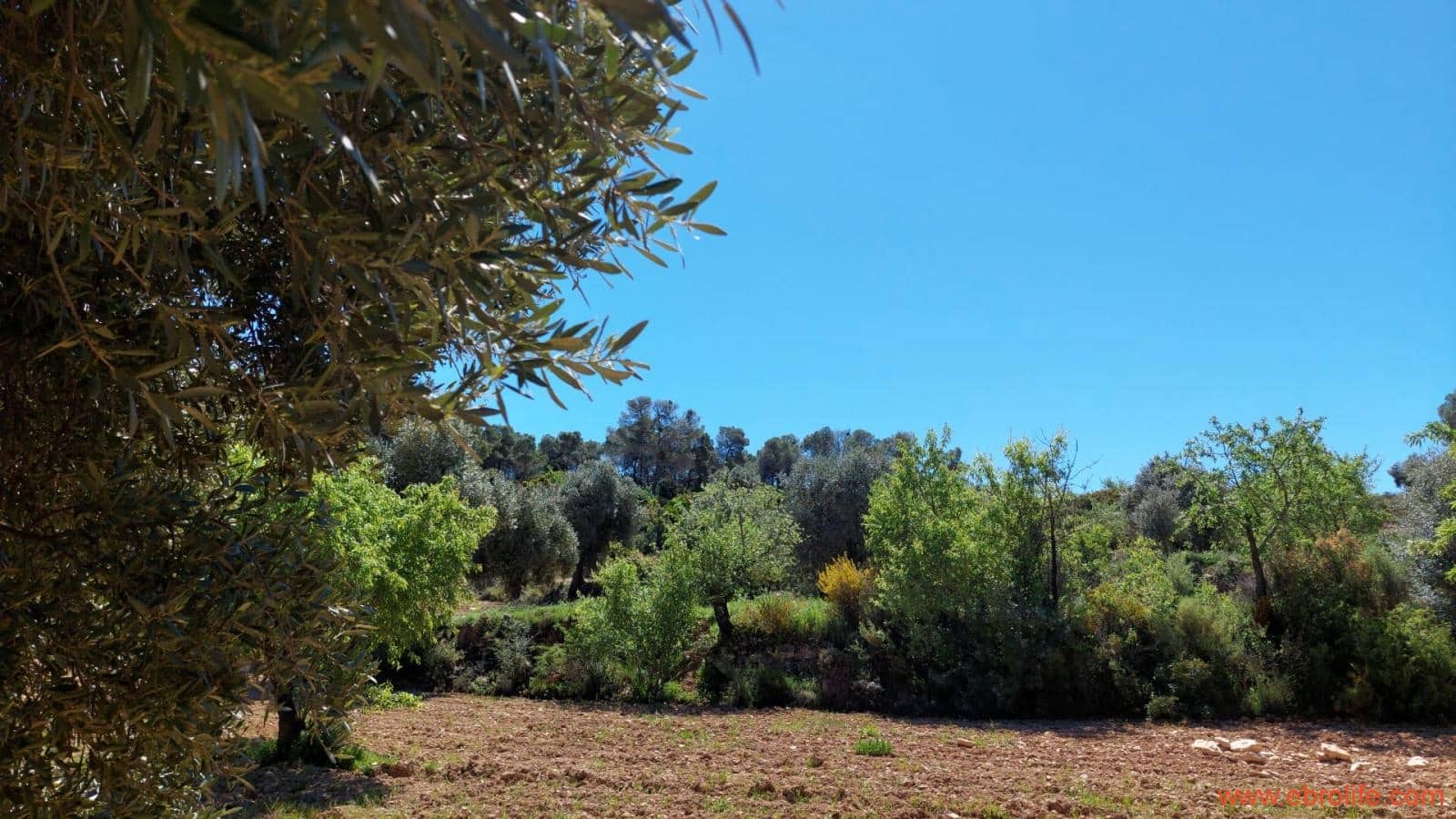 Finca/Casa di Campagna in vendita in Mazaleon - 13.000 € (Rif: 9785108)
