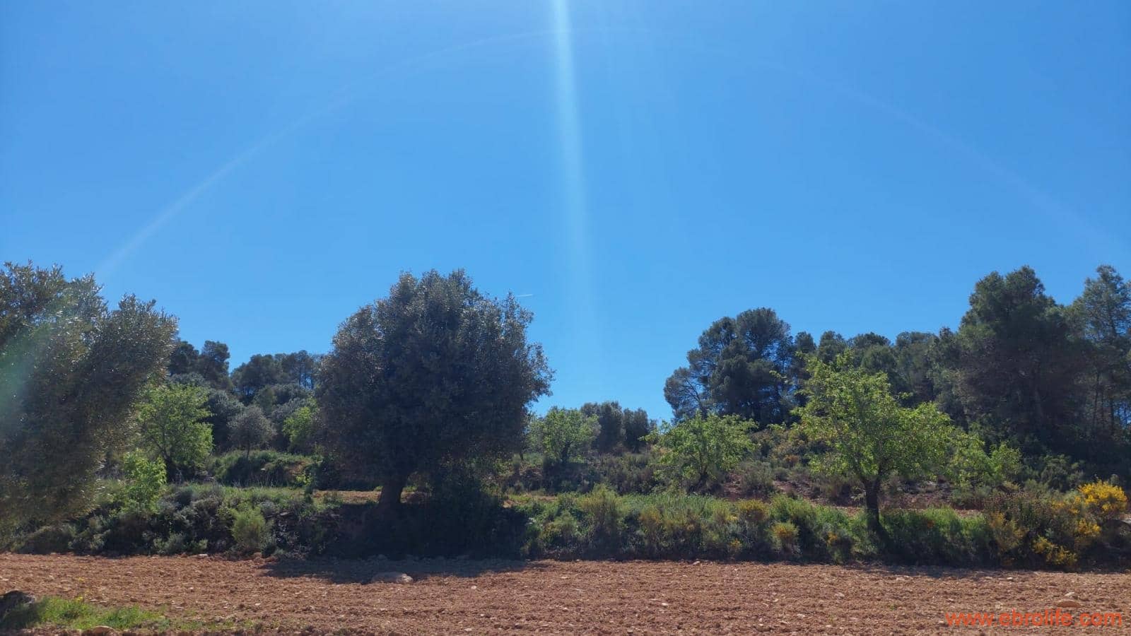 Finca/Casa di Campagna in vendita in Mazaleon - 13.000 € (Rif: 9785108)