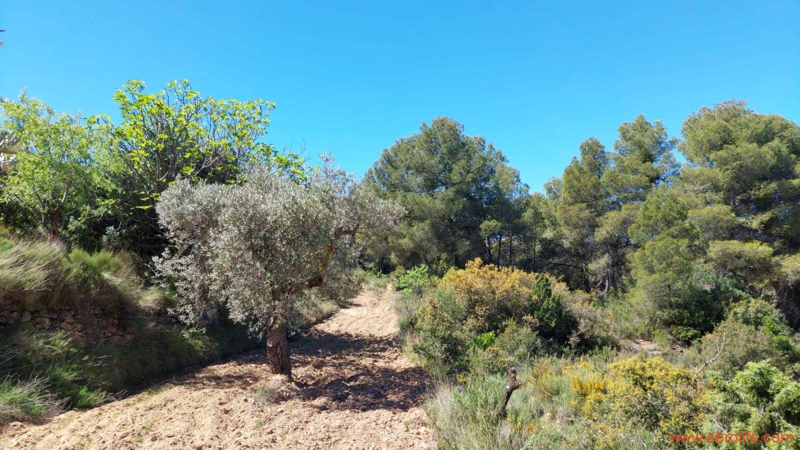 Finca/Casa di Campagna in vendita in Mazaleon - 13.000 € (Rif: 9785108)