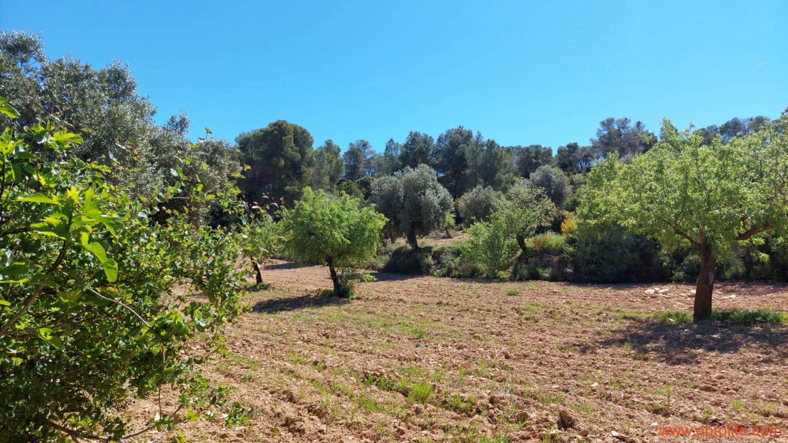 Finca/Casa di Campagna in vendita in Mazaleon - 13.000 € (Rif: 9785108)