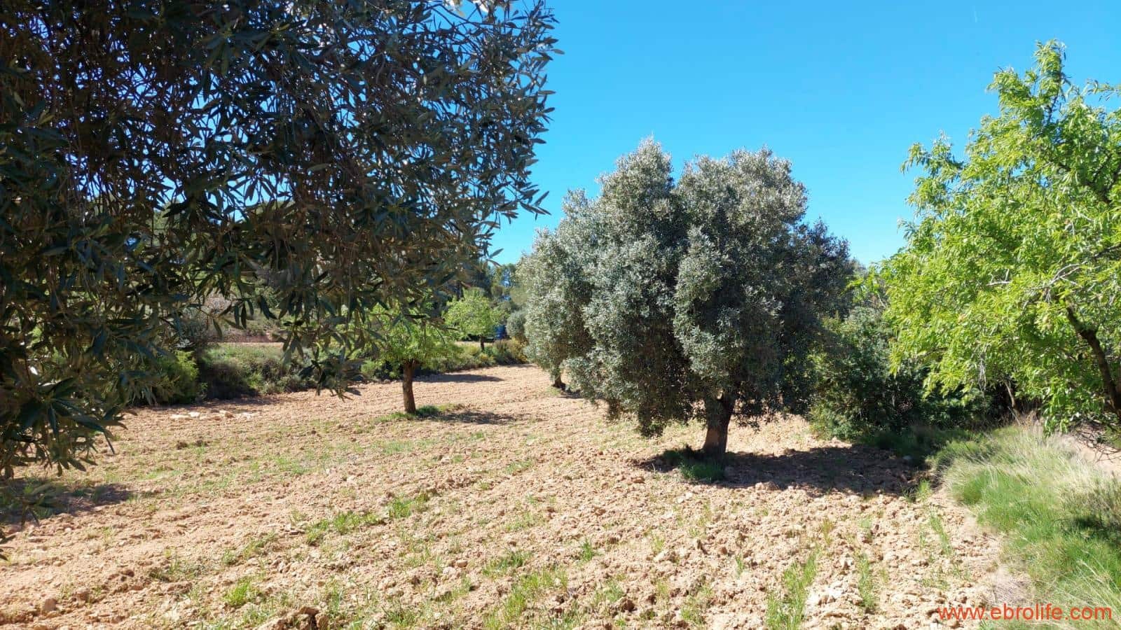 Finca/Casa di Campagna in vendita in Mazaleon - 13.000 € (Rif: 9785108)