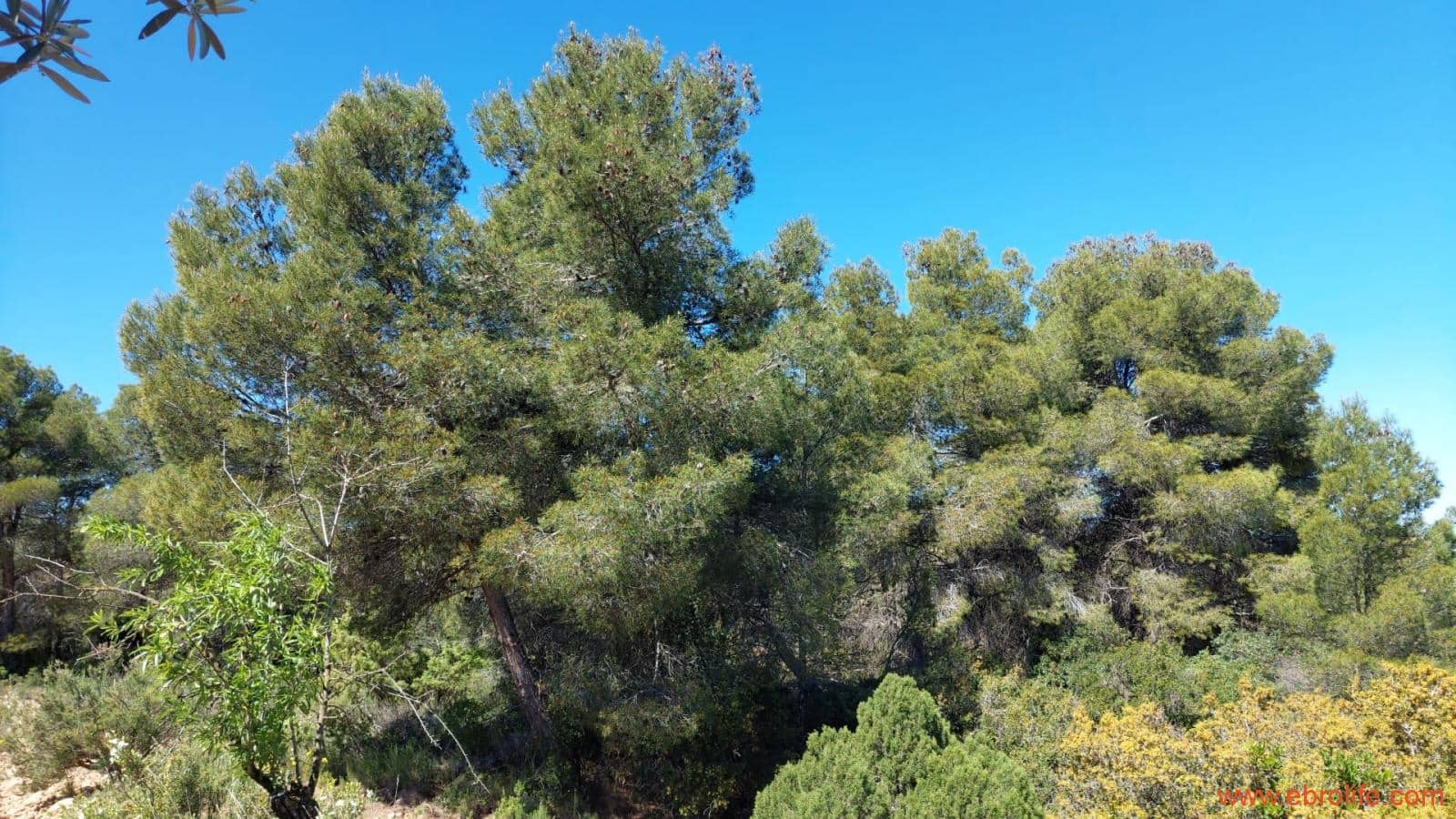 Finca/Casa di Campagna in vendita in Mazaleon - 13.000 € (Rif: 9785108)