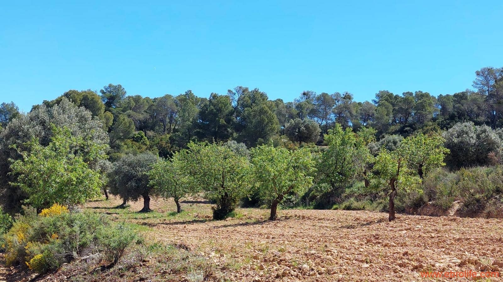 Finca/Casa di Campagna in vendita in Mazaleon - 13.000 € (Rif: 9785108)