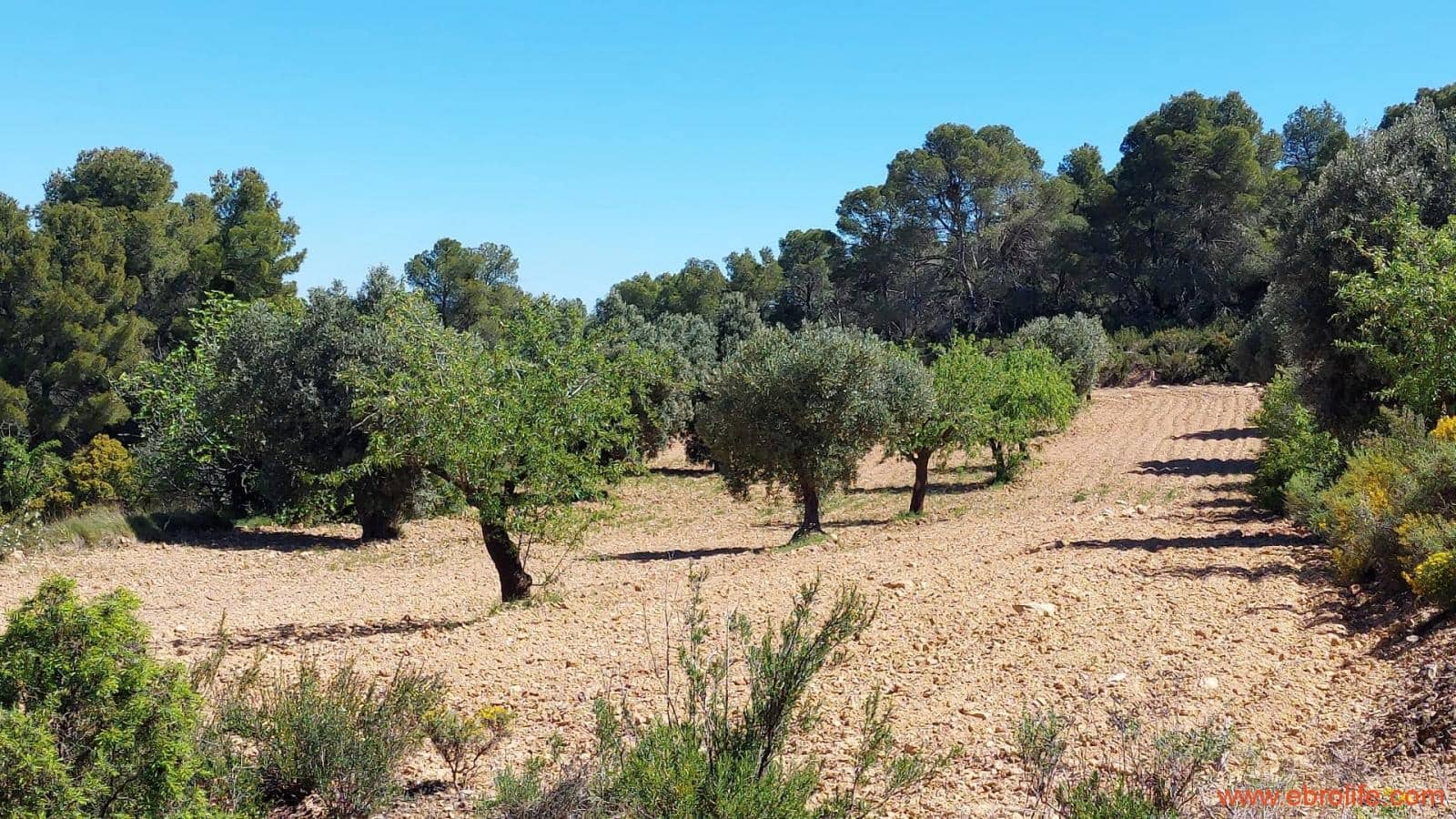 Finca/Casa di Campagna in vendita in Mazaleon - 13.000 € (Rif: 9785108)