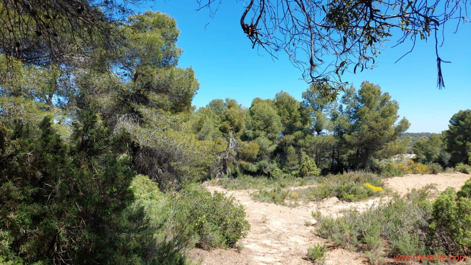 Finca/Casa di Campagna in vendita in Mazaleon - 13.000 € (Rif: 9785108)