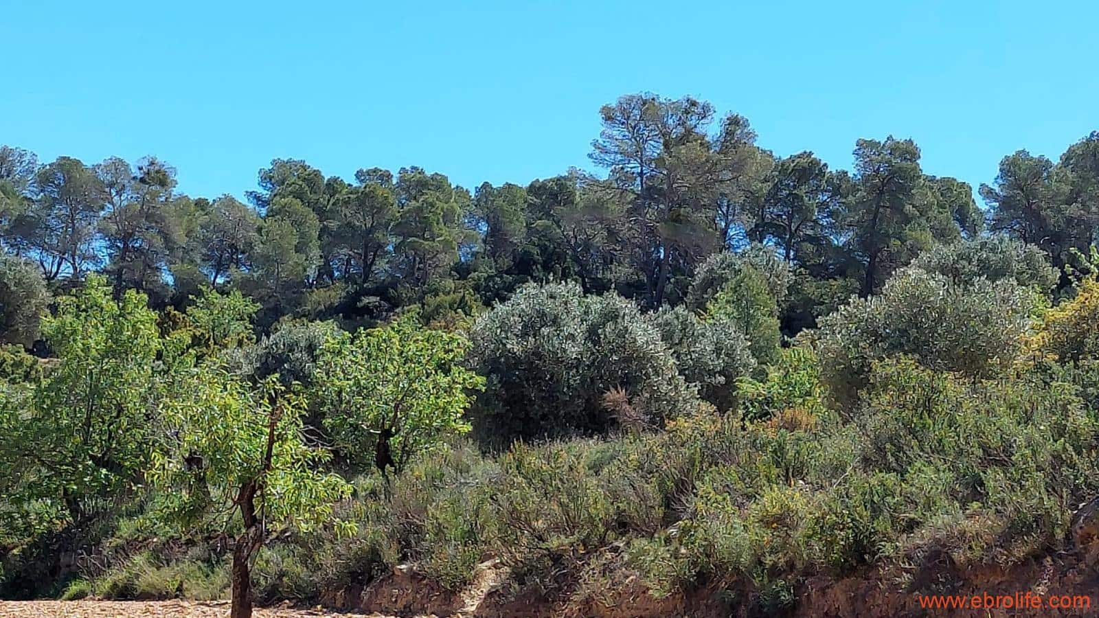 Finca/Casa di Campagna in vendita in Mazaleon - 13.000 € (Rif: 9785108)