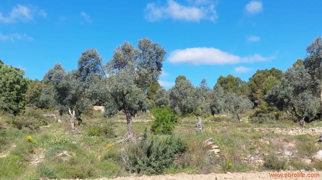 1 camera da letto Finca/Casa di Campagna in vendita in Mazaleón - 38.000 € (Rif: 9785109)