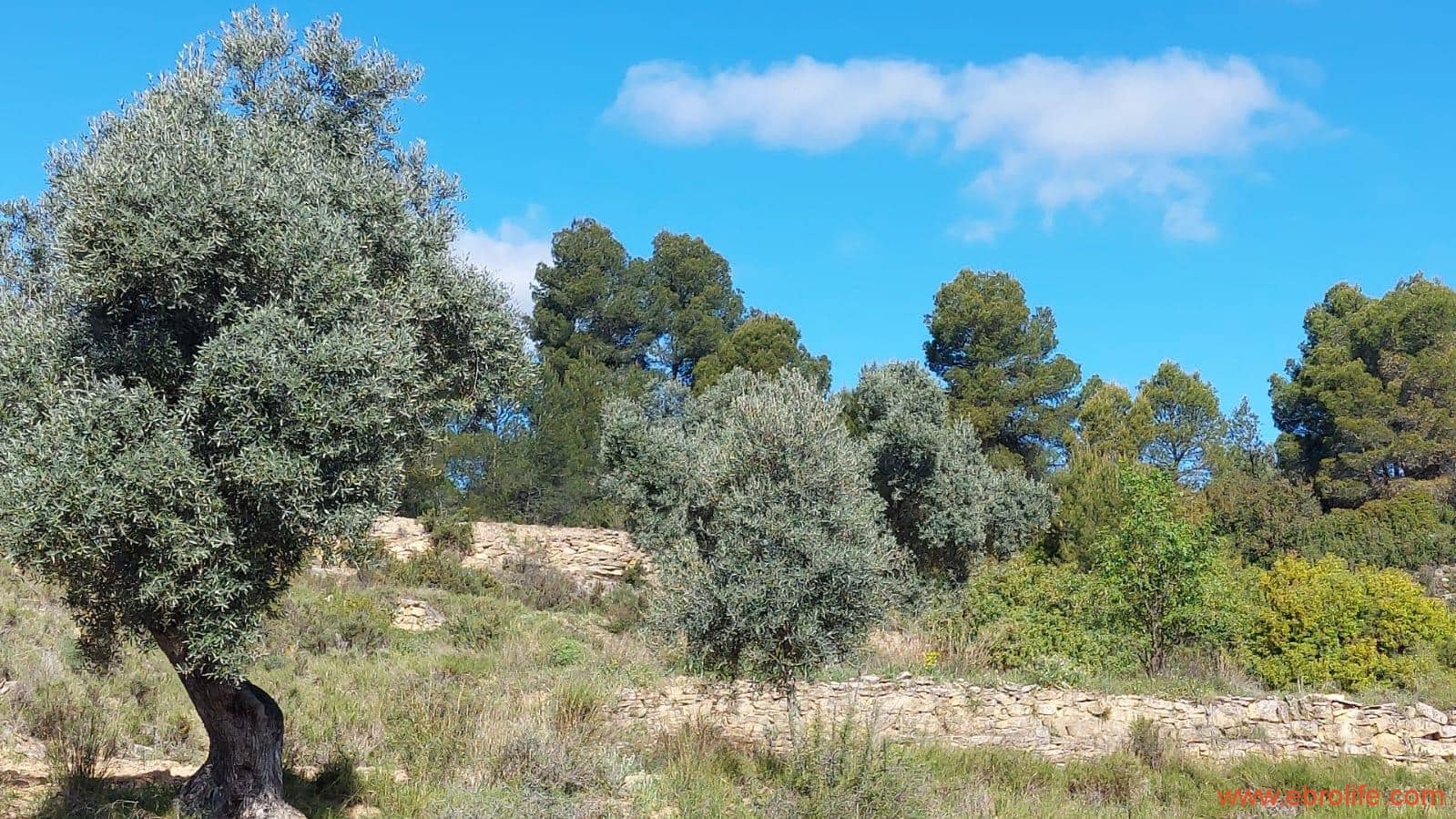 1 camera da letto Finca/Casa di Campagna in vendita in Mazaleon - 38.000 € (Rif: 9785109)