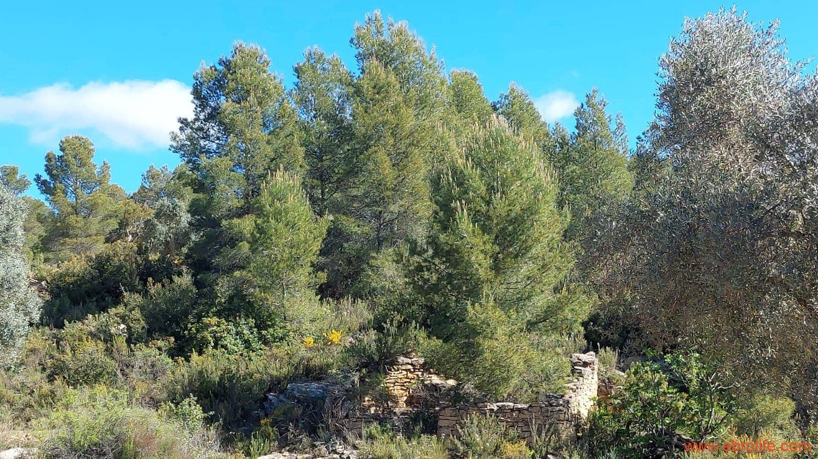 1 camera da letto Finca/Casa di Campagna in vendita in Mazaleon - 38.000 € (Rif: 9785109)