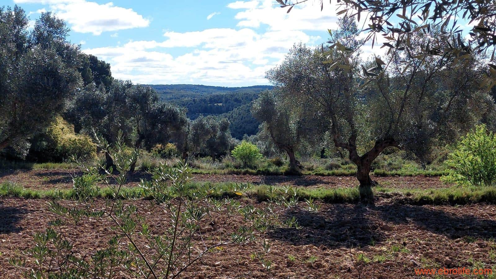 1 camera da letto Finca/Casa di Campagna in vendita in Mazaleon - 38.000 € (Rif: 9785109)