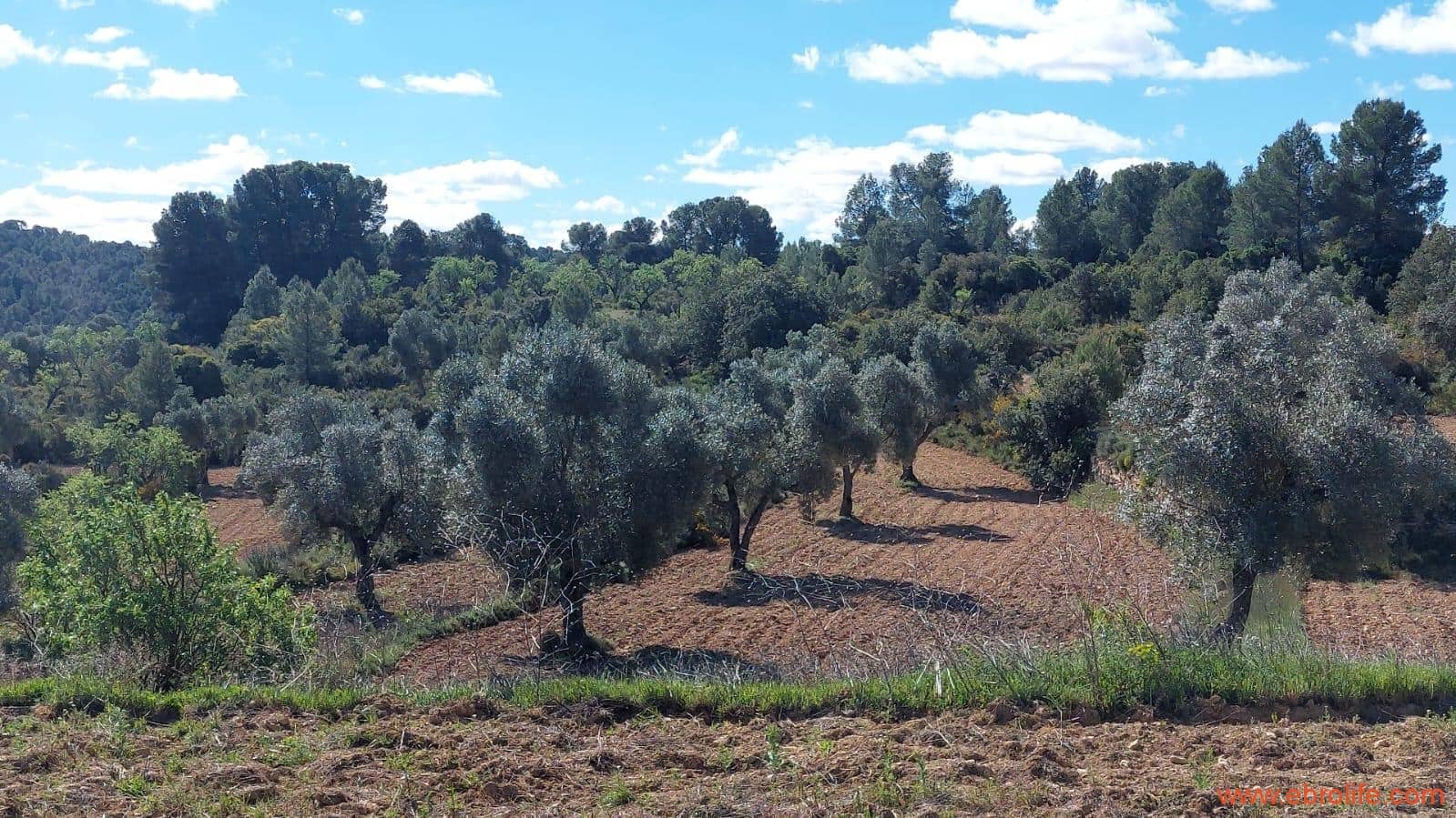 1 camera da letto Finca/Casa di Campagna in vendita in Mazaleon - 38.000 € (Rif: 9785109)