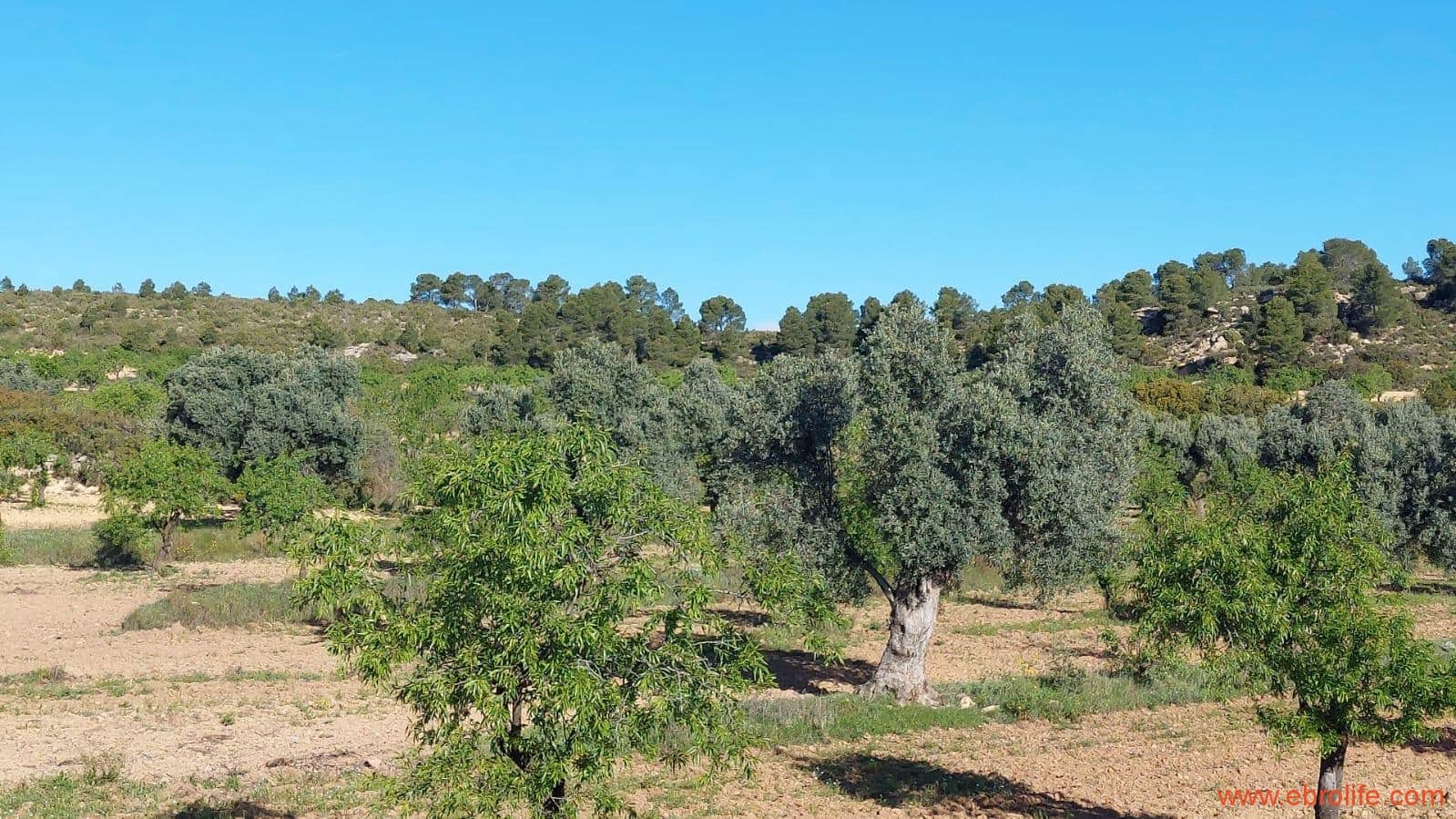 1 camera da letto Finca/Casa di Campagna in vendita in Mazaleon - 45.000 € (Rif: 9785110)