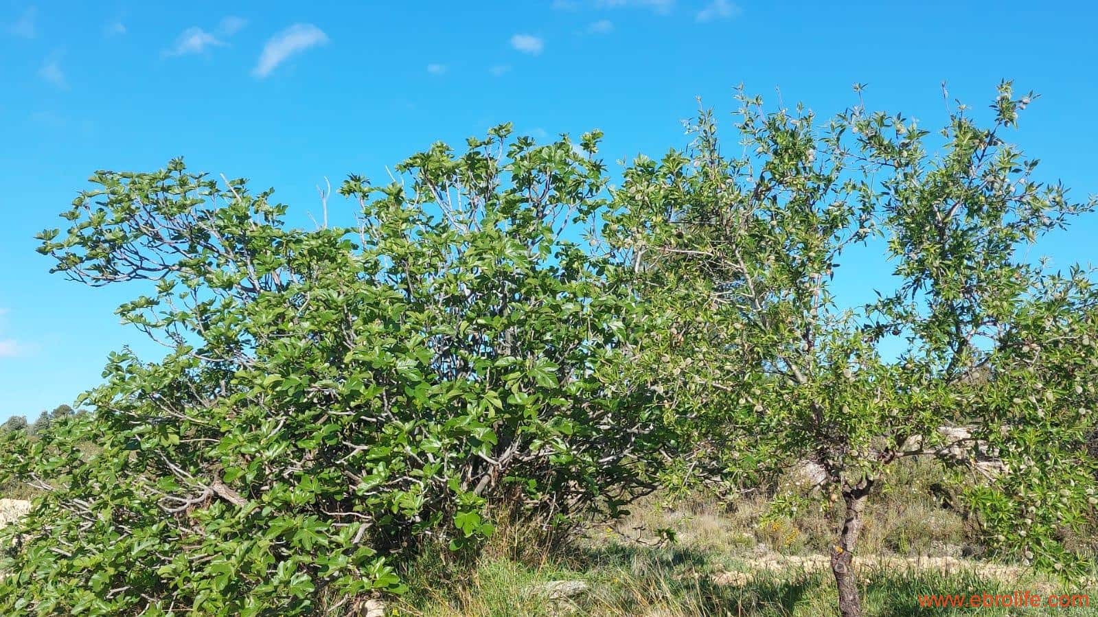 1 camera da letto Finca/Casa di Campagna in vendita in Mazaleon - 45.000 € (Rif: 9785110)