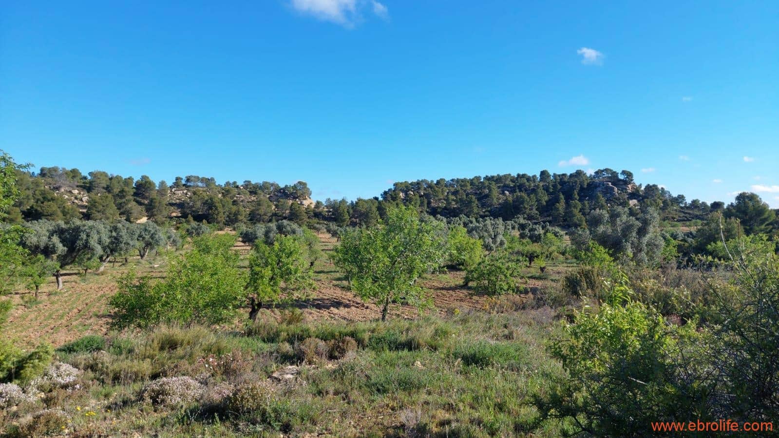 1 camera da letto Finca/Casa di Campagna in vendita in Mazaleon - 45.000 € (Rif: 9785110)