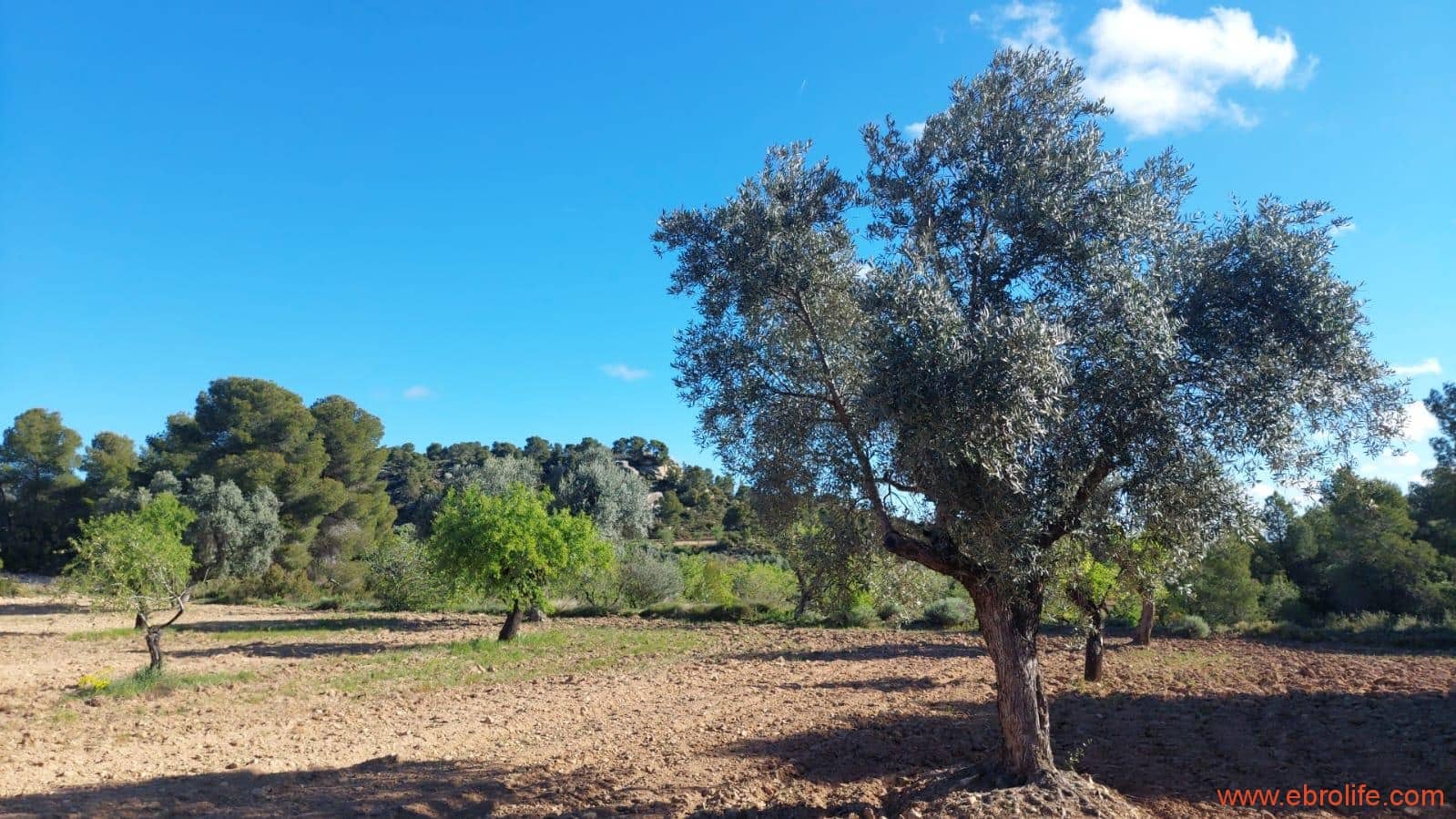 1 camera da letto Finca/Casa di Campagna in vendita in Mazaleon - 45.000 € (Rif: 9785110)