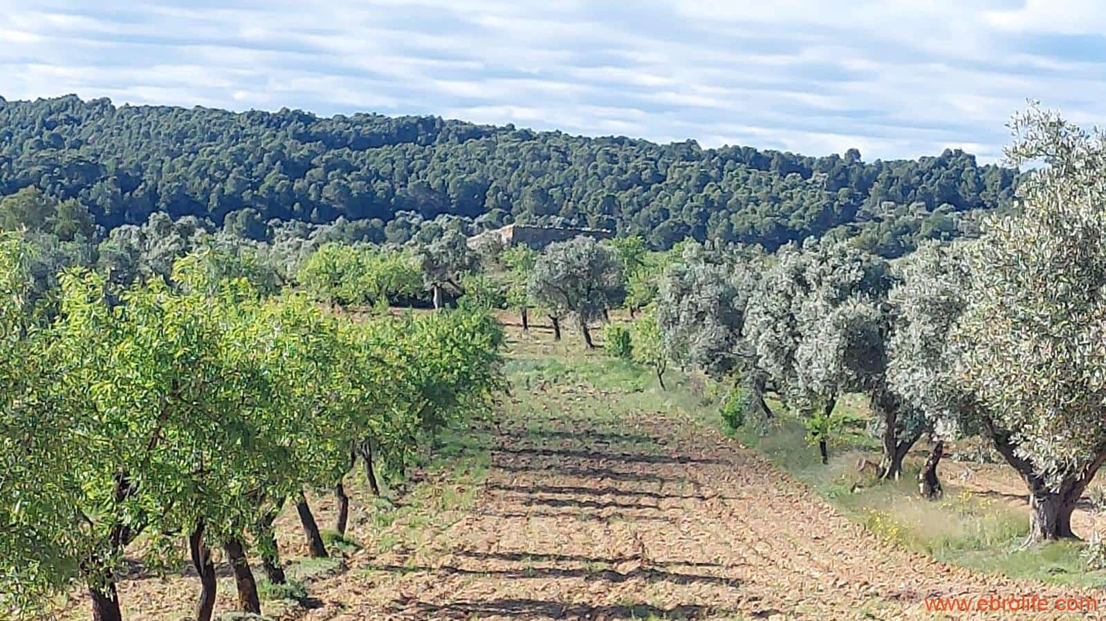 1 camera da letto Finca/Casa di Campagna in vendita in Mazaleon - 45.000 € (Rif: 9785110)