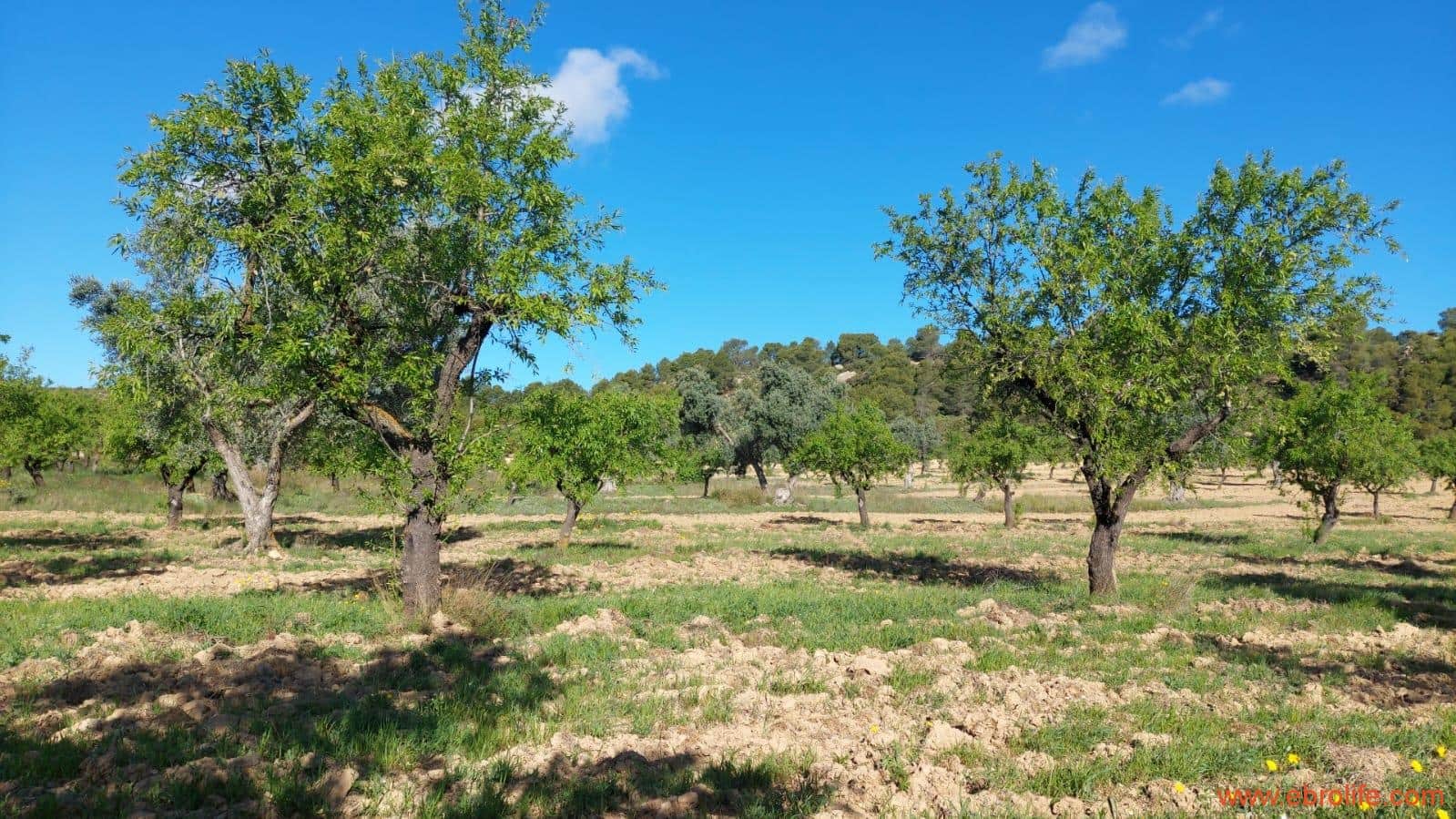 1 camera da letto Finca/Casa di Campagna in vendita in Mazaleon - 45.000 € (Rif: 9785110)