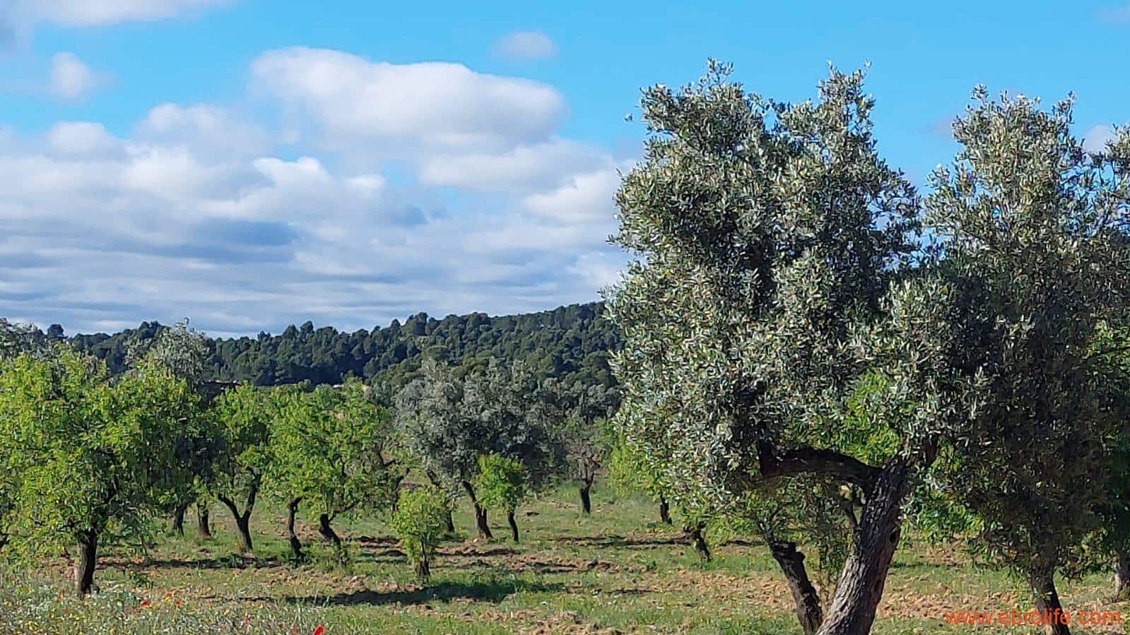 1 camera da letto Finca/Casa di Campagna in vendita in Mazaleon - 45.000 € (Rif: 9785110)