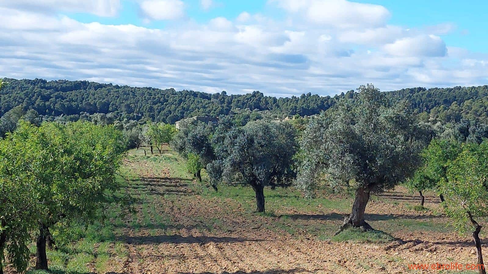 1 camera da letto Finca/Casa di Campagna in vendita in Mazaleon - 45.000 € (Rif: 9785110)