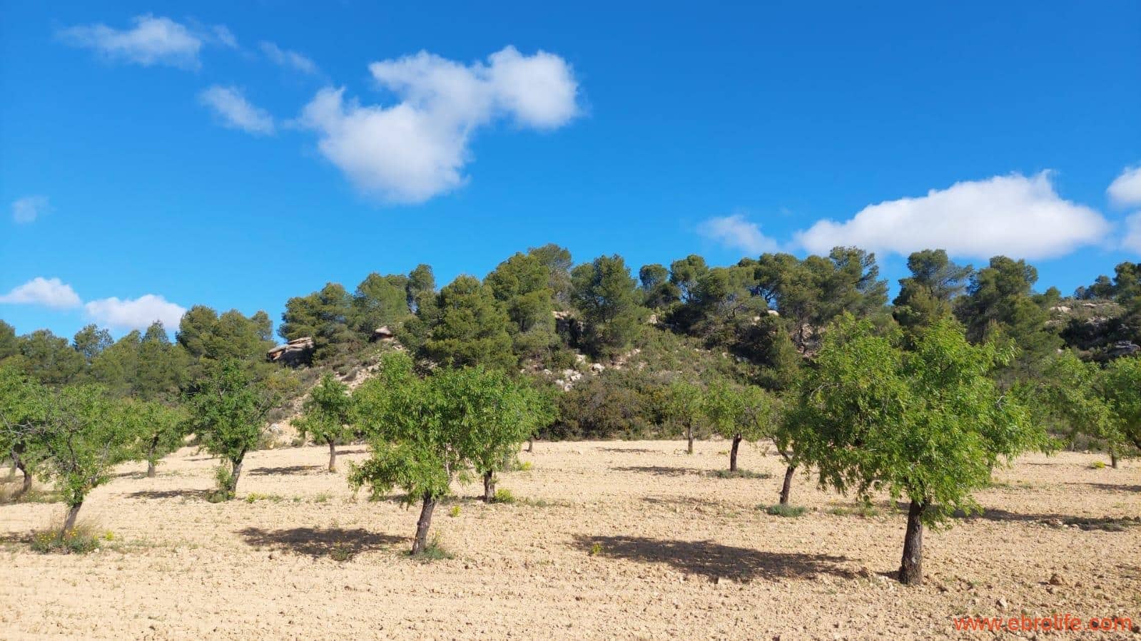 1 camera da letto Finca/Casa di Campagna in vendita in Mazaleon - 45.000 € (Rif: 9785110)