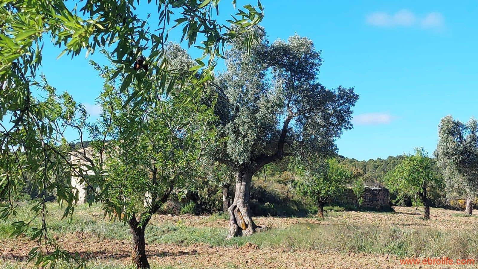 1 camera da letto Finca/Casa di Campagna in vendita in Mazaleon - 45.000 € (Rif: 9785110)