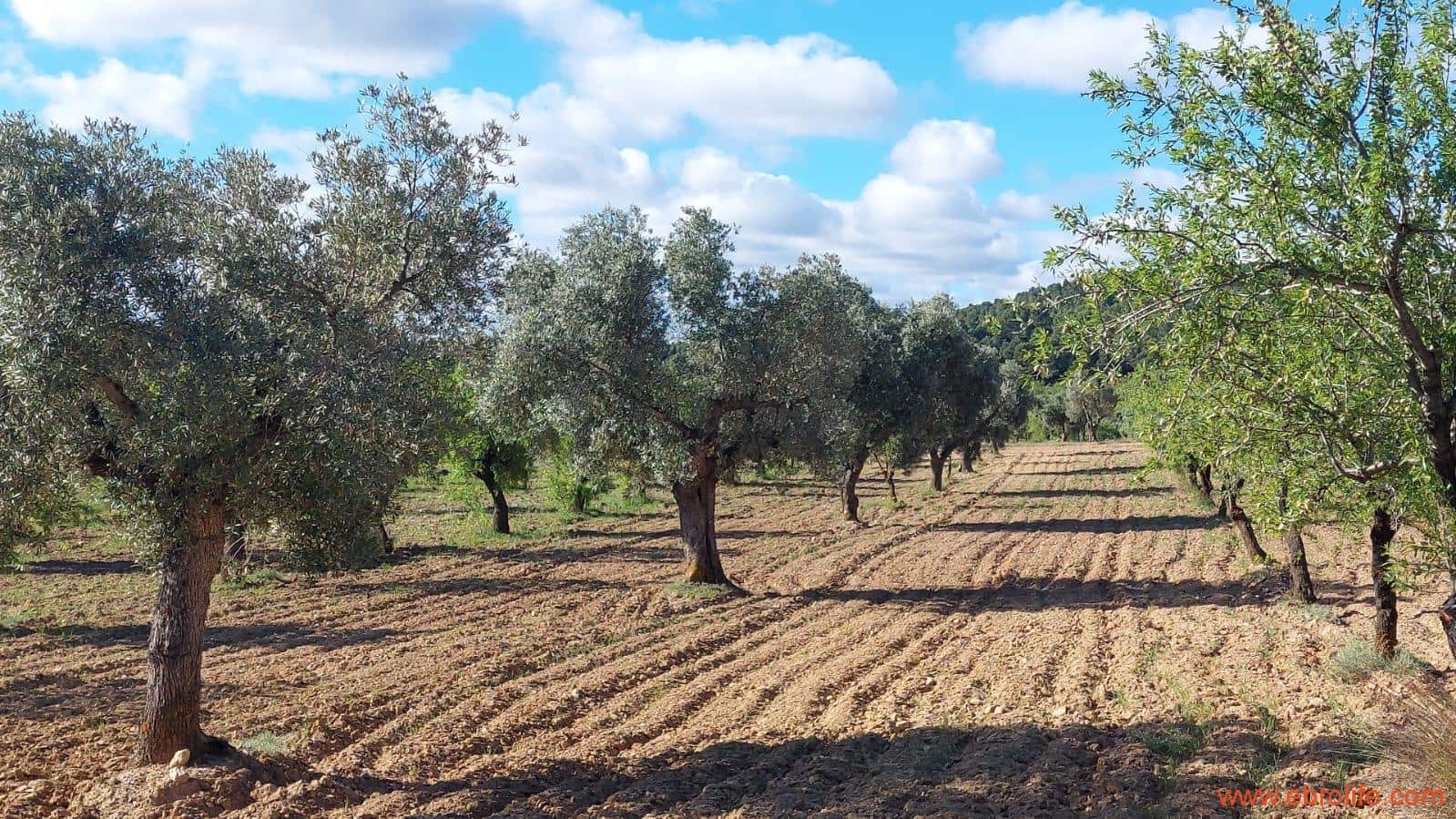 1 camera da letto Finca/Casa di Campagna in vendita in Mazaleon - 45.000 € (Rif: 9785110)