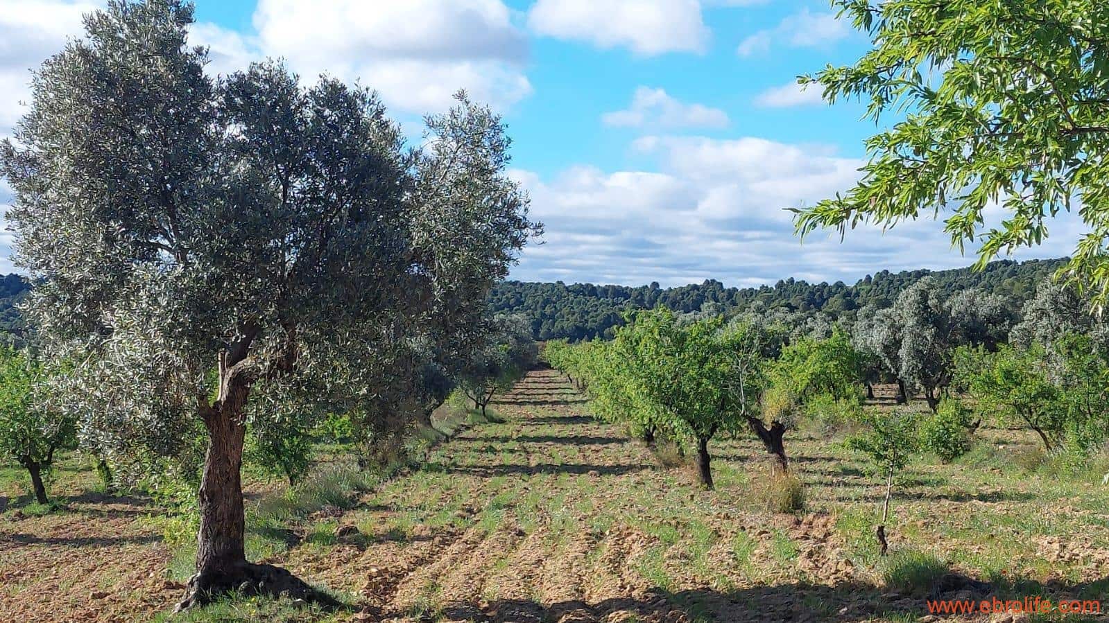 1 camera da letto Finca/Casa di Campagna in vendita in Mazaleon - 45.000 € (Rif: 9785110)