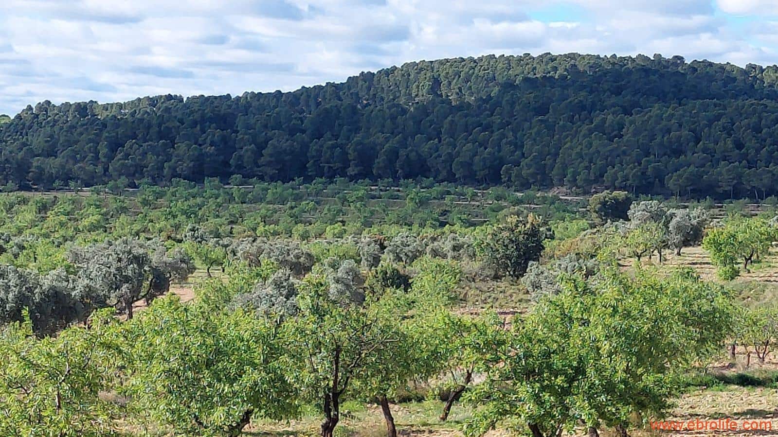 1 camera da letto Finca/Casa di Campagna in vendita in Mazaleon - 45.000 € (Rif: 9785110)