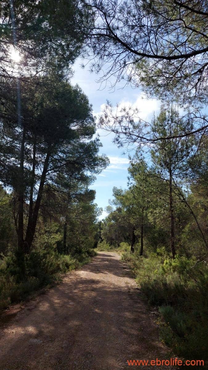1 Zimmer Finca/Landgut zu verkaufen in Rafales - 59.000 € (Ref: 9900705)