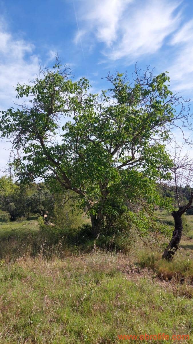 1 Zimmer Finca/Landgut zu verkaufen in Rafales - 59.000 € (Ref: 9900705)