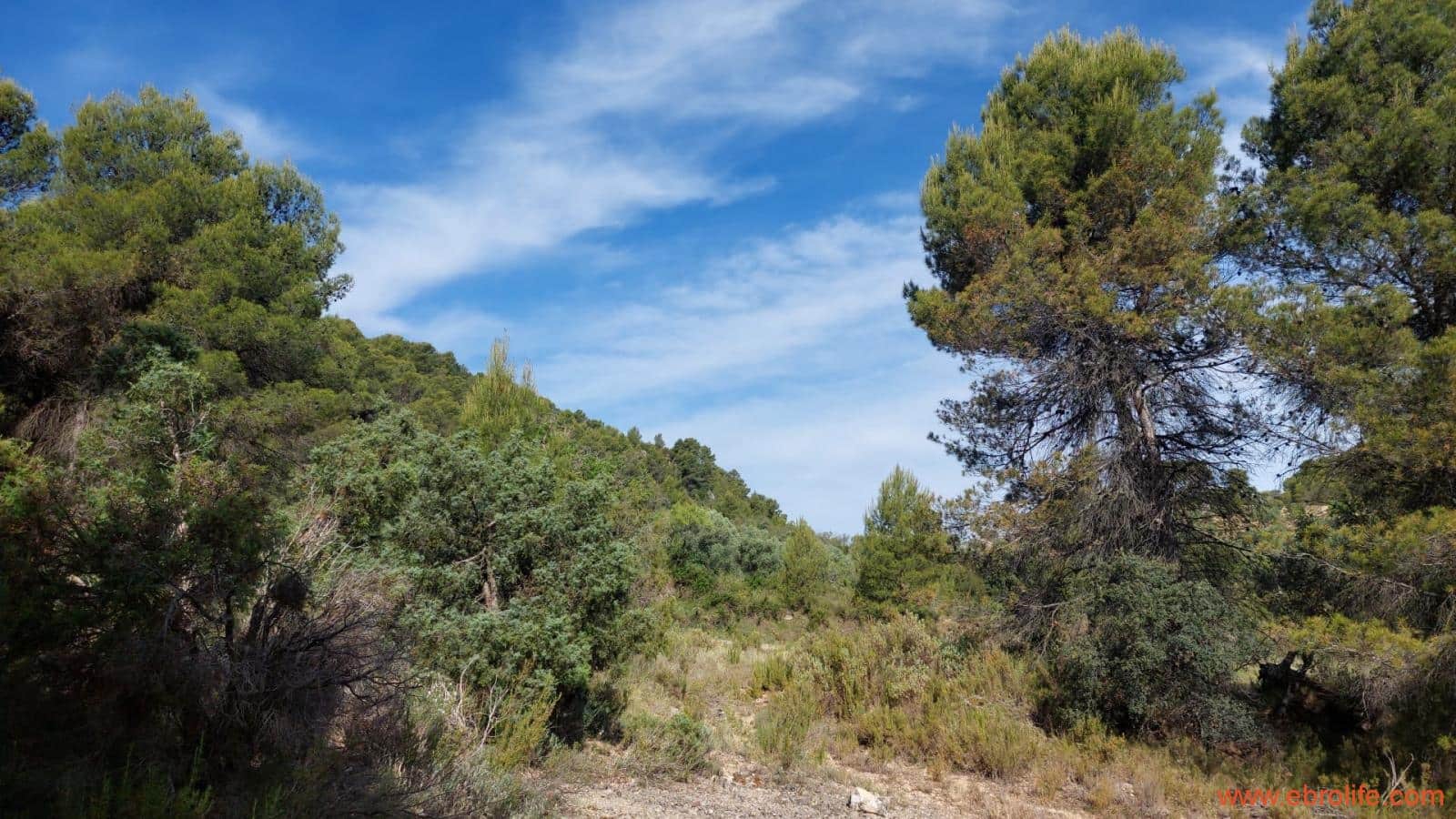 1 Zimmer Finca/Landgut zu verkaufen in Rafales - 59.000 € (Ref: 9900705)