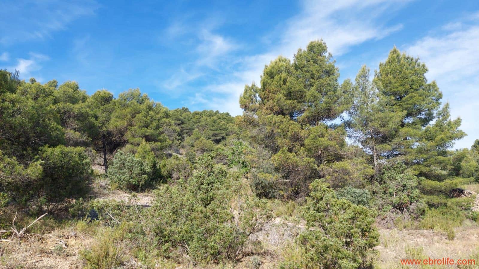 1 Zimmer Finca/Landgut zu verkaufen in Rafales - 59.000 € (Ref: 9900705)