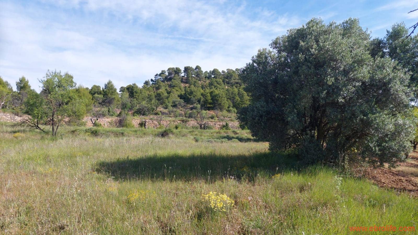 1 Zimmer Finca/Landgut zu verkaufen in Rafales - 59.000 € (Ref: 9900705)