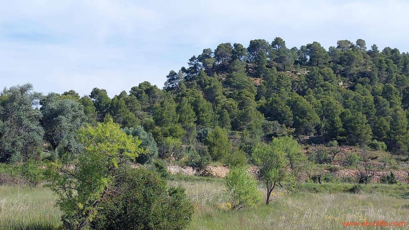 1 Zimmer Finca/Landgut zu verkaufen in Rafales - 59.000 € (Ref: 9900705)