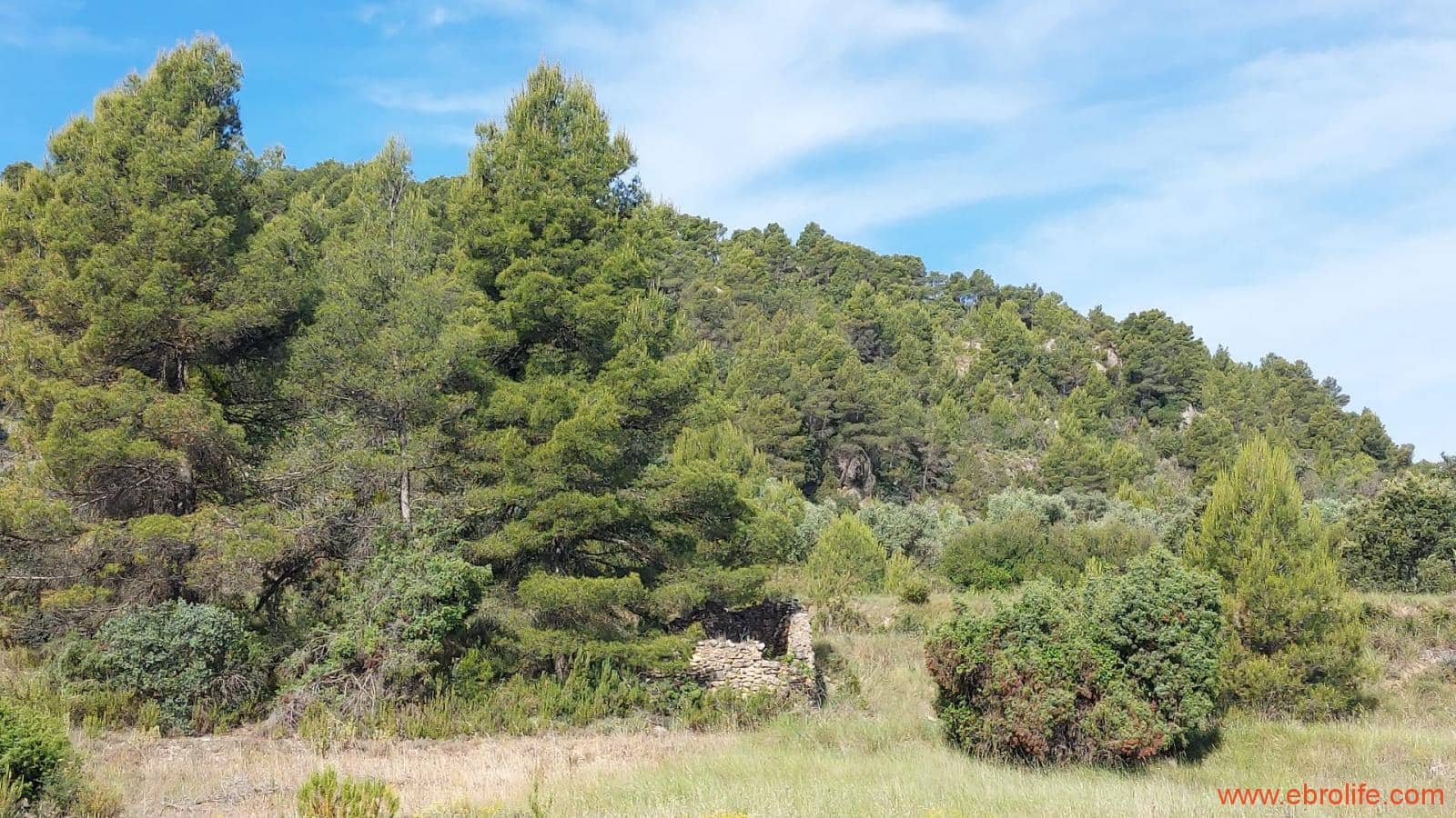 1 Zimmer Finca/Landgut zu verkaufen in Rafales - 59.000 € (Ref: 9900705)