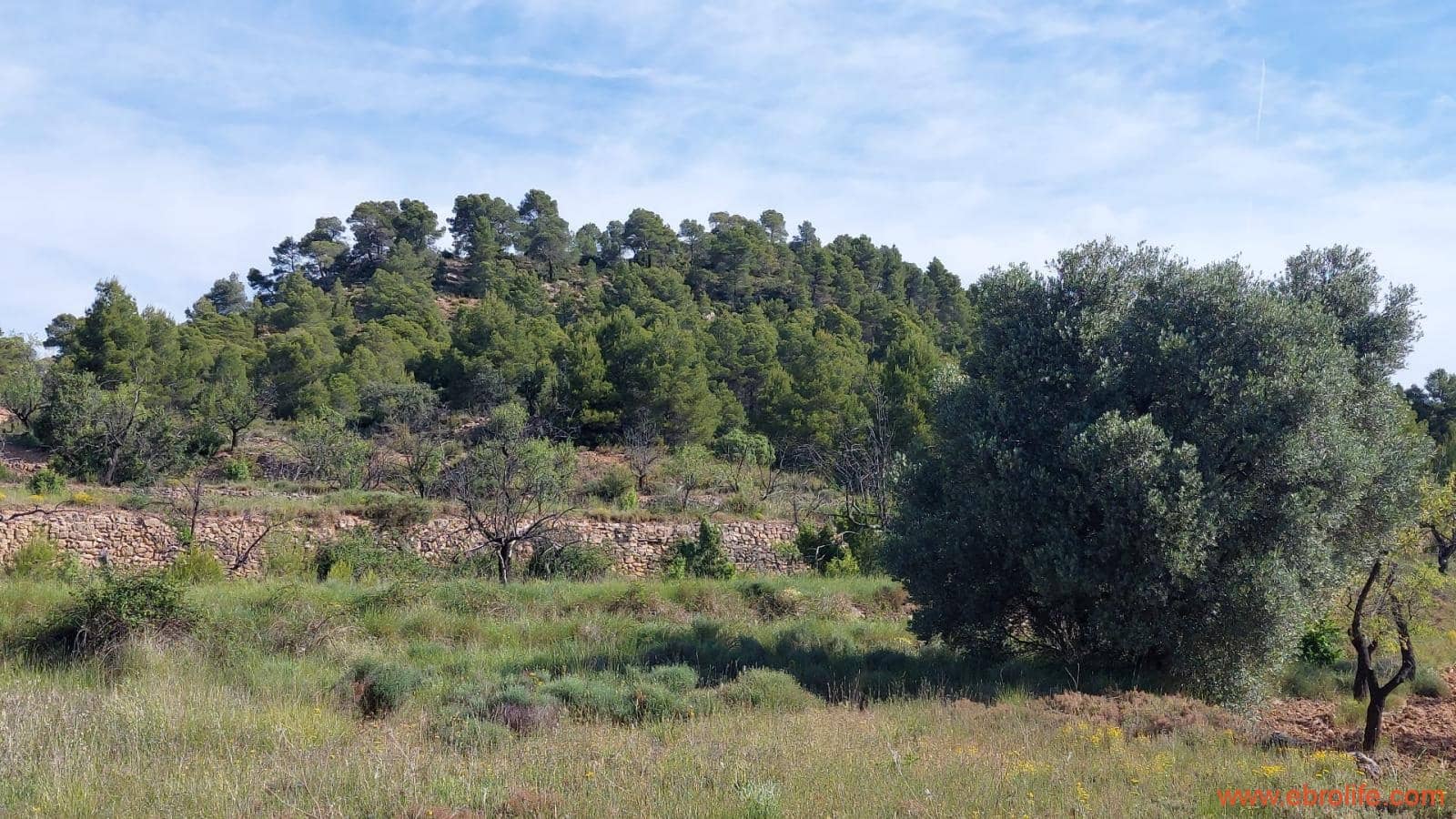 1 Zimmer Finca/Landgut zu verkaufen in Rafales - 59.000 € (Ref: 9900705)