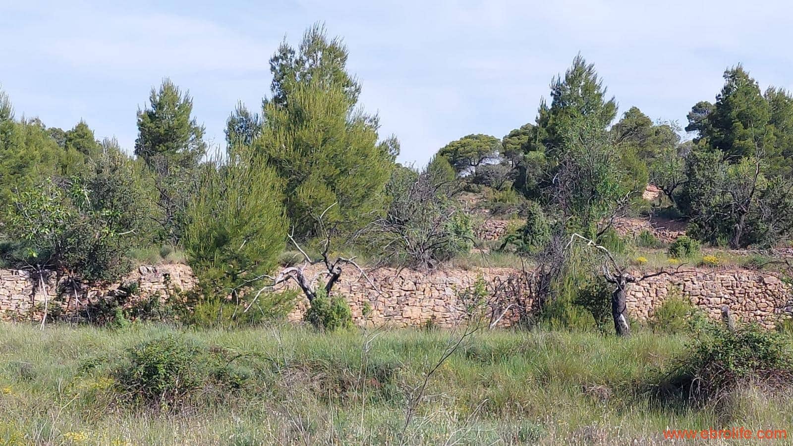 1 Zimmer Finca/Landgut zu verkaufen in Rafales - 59.000 € (Ref: 9900705)
