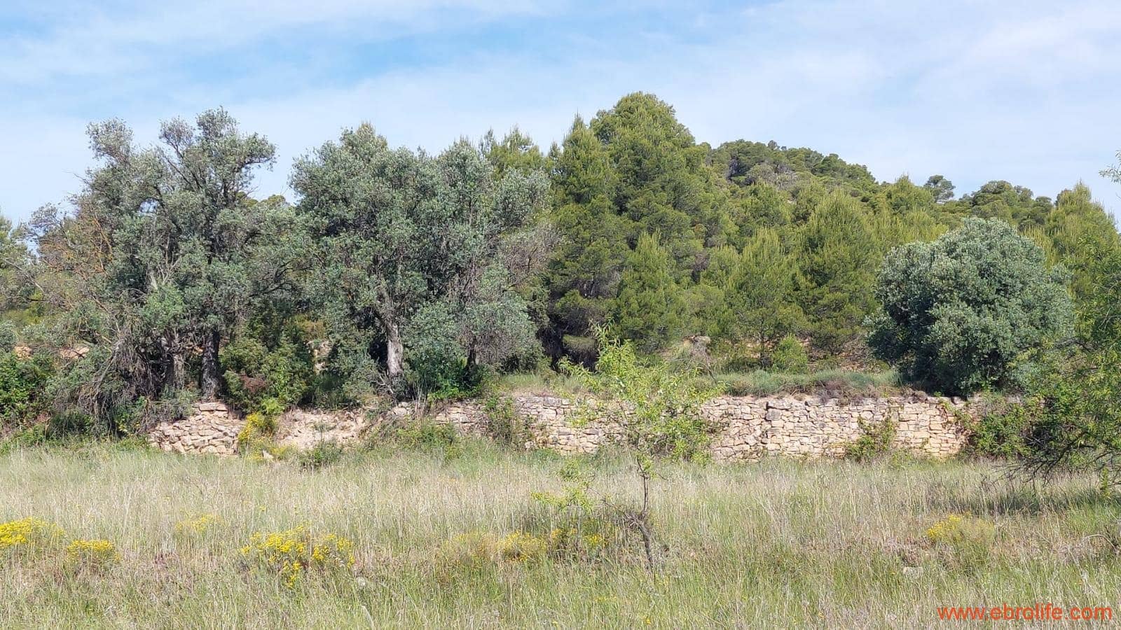 1 Zimmer Finca/Landgut zu verkaufen in Rafales - 59.000 € (Ref: 9900705)