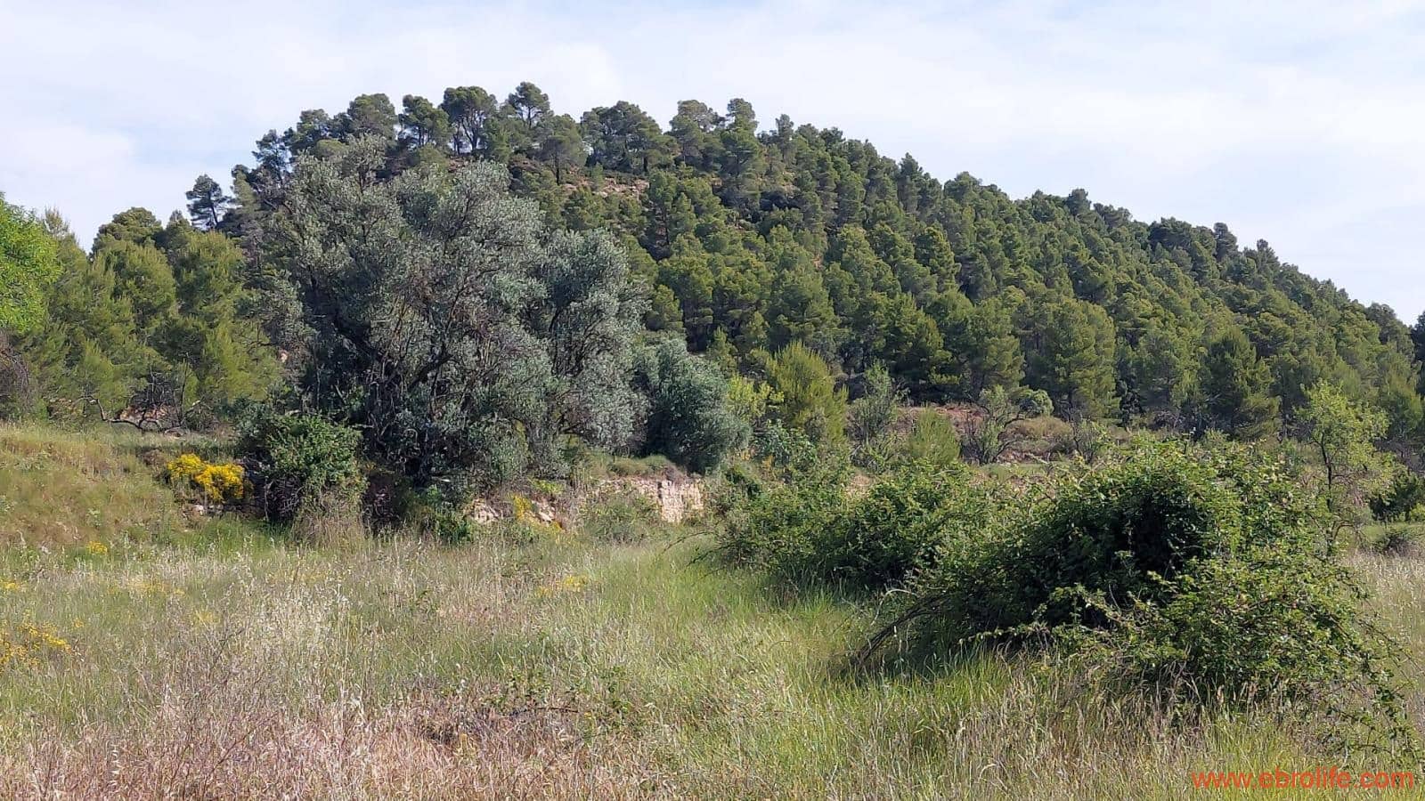 1 Zimmer Finca/Landgut zu verkaufen in Rafales - 59.000 € (Ref: 9900705)