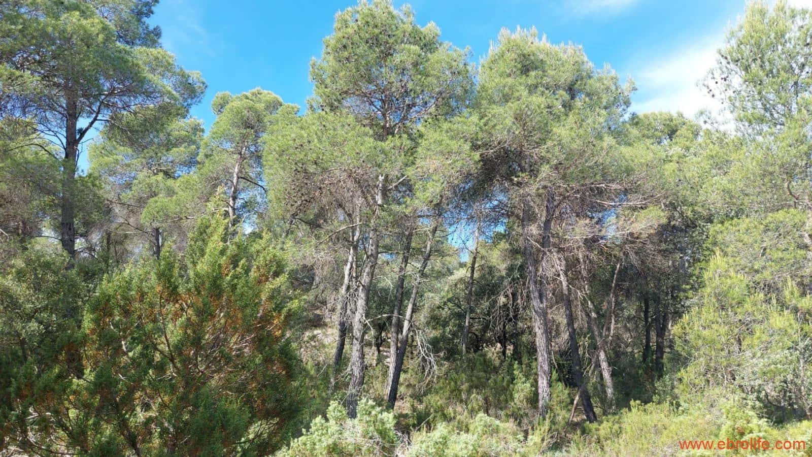 1 Zimmer Finca/Landgut zu verkaufen in Rafales - 59.000 € (Ref: 9900705)