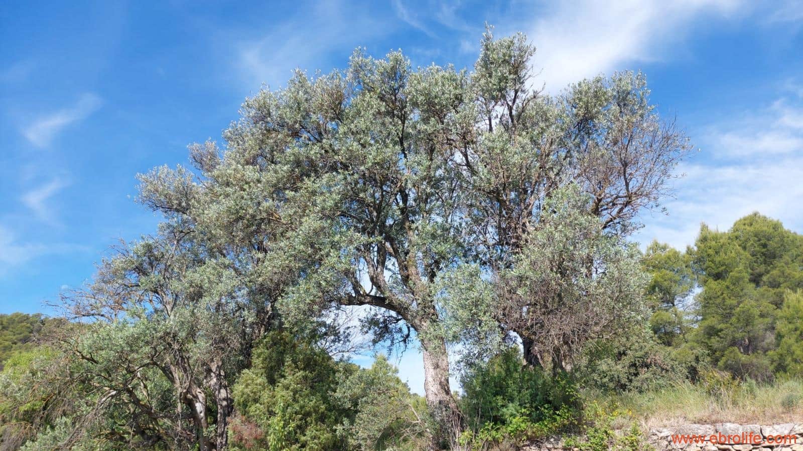 1 Zimmer Finca/Landgut zu verkaufen in Rafales - 59.000 € (Ref: 9900705)