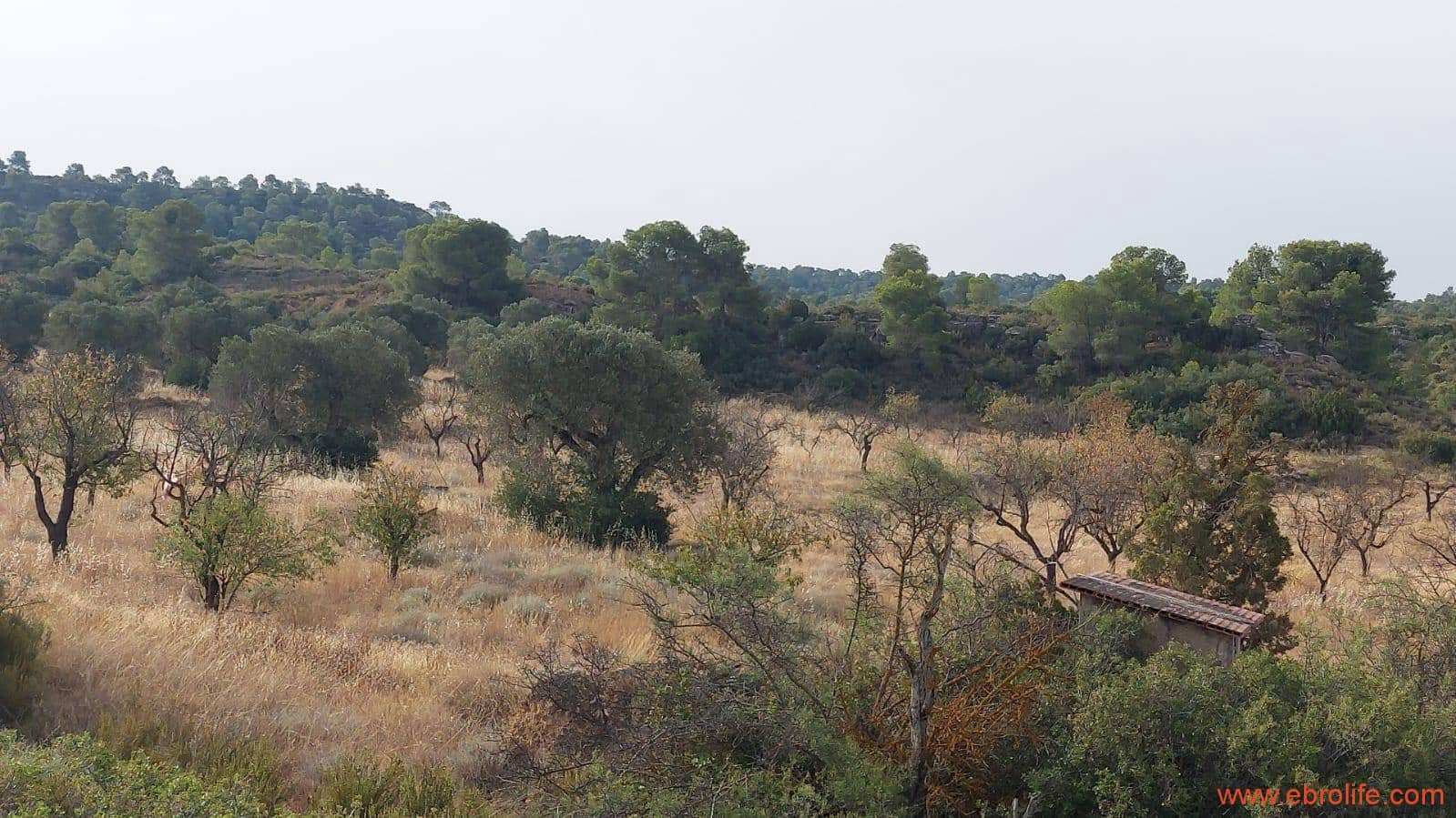 1 soveværelse Finca/Landehus til salg i Fabara - € 24.000 (Ref: 9985920)