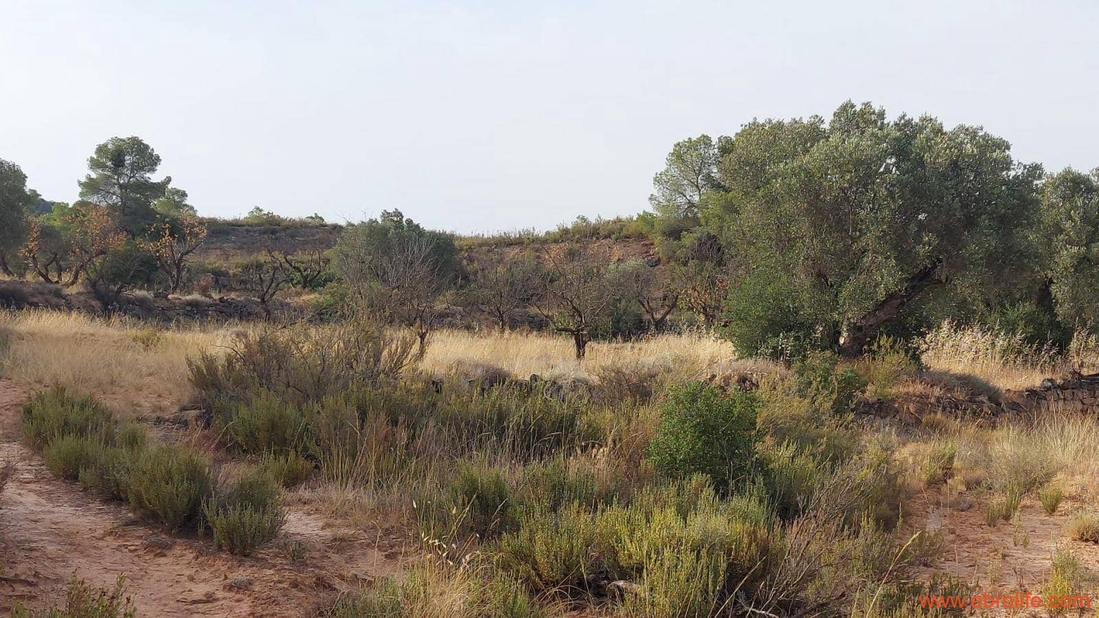 1 soveværelse Finca/Landehus til salg i Fabara - € 24.000 (Ref: 9985920)