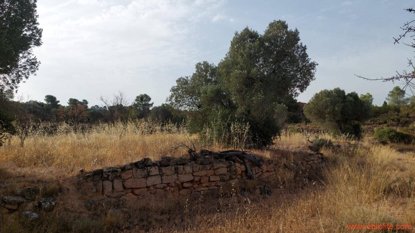 1 soveværelse Finca/Landehus til salg i Fabara - € 24.000 (Ref: 9985920)