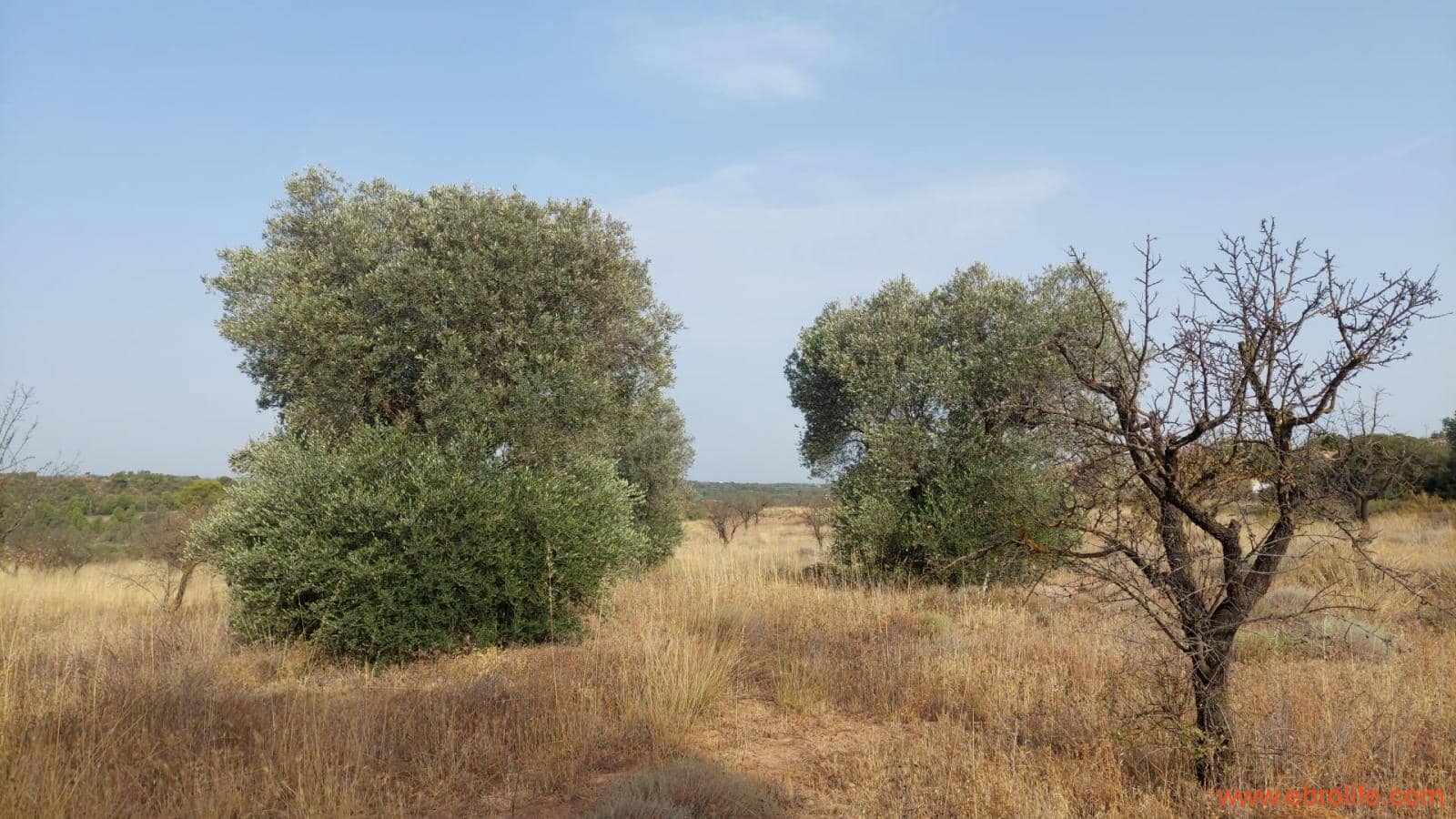 1 soveværelse Finca/Landehus til salg i Fabara - € 24.000 (Ref: 9985920)