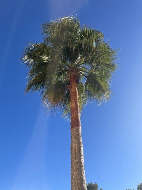 6 soveværelse Villa til salg i La Drova med swimmingpool - € 580.000 (Ref: 6575410)