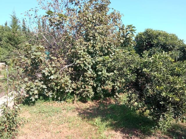 4 soveværelse Villa til salg i Marchuquera med swimmingpool - € 350.000 (Ref: 7842537)