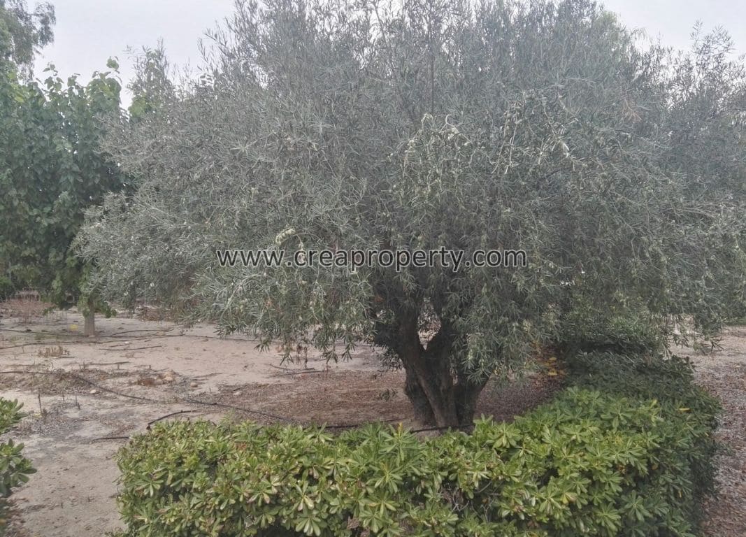 4 soveværelse Villa til salg i El Palmar med swimmingpool - € 685.000 (Ref: 4090100)