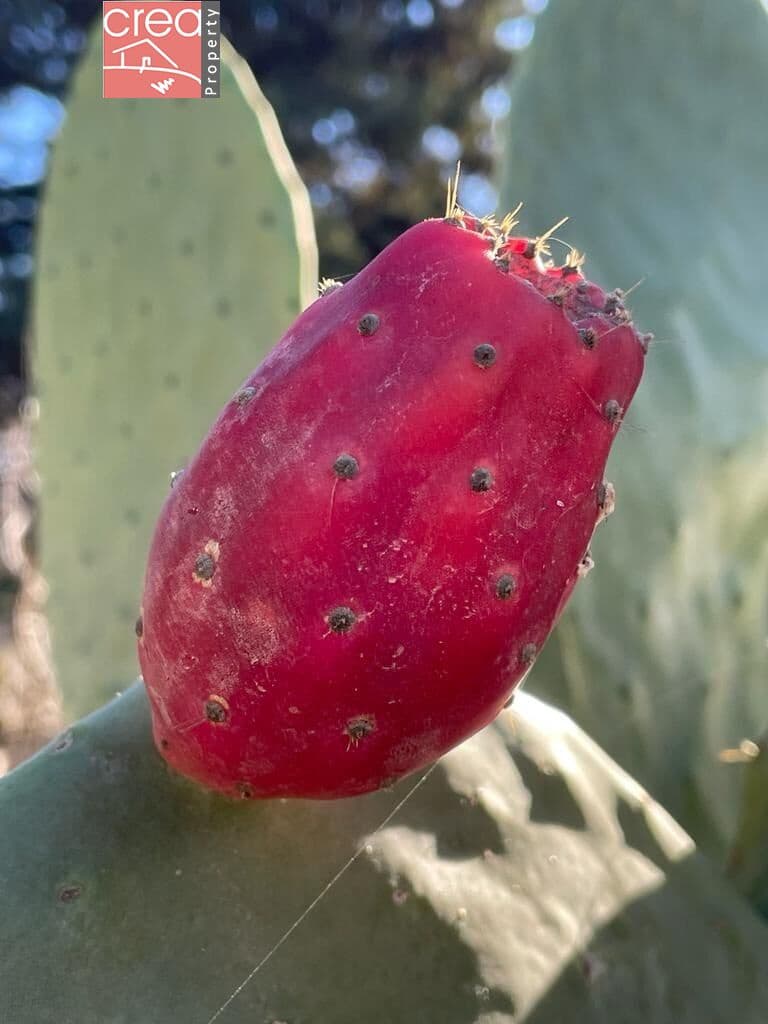 7 soveværelse Finca/Landehus til salg i Los Narejos med swimmingpool - € 519.900 (Ref: 8000781)