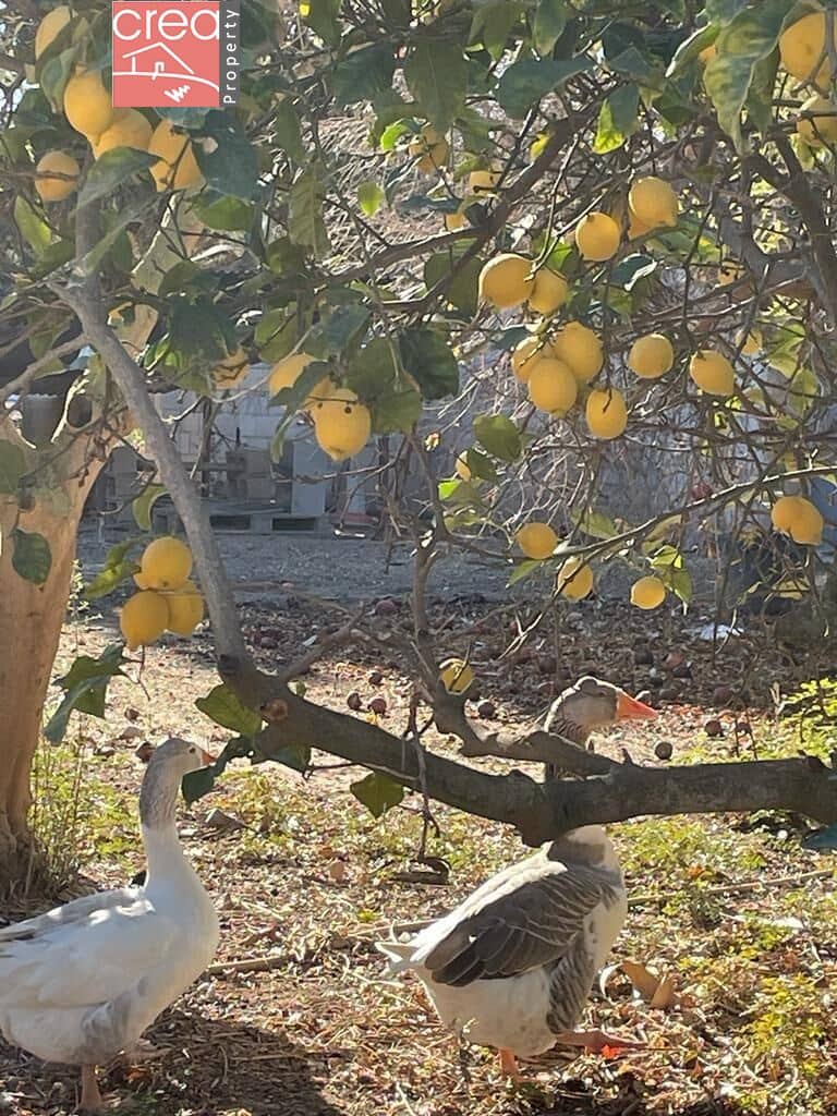 7 soveværelse Finca/Landehus til salg i Los Narejos med swimmingpool - € 519.900 (Ref: 8000781)